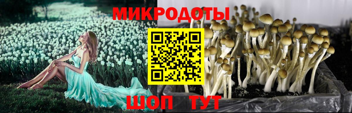 Иваново  Псилоцибиновые грибы Cubensis  Вход с VPN 